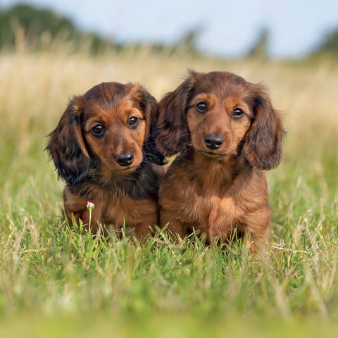 Broschürenkalender Puppies 2027, 30 x 30 cm