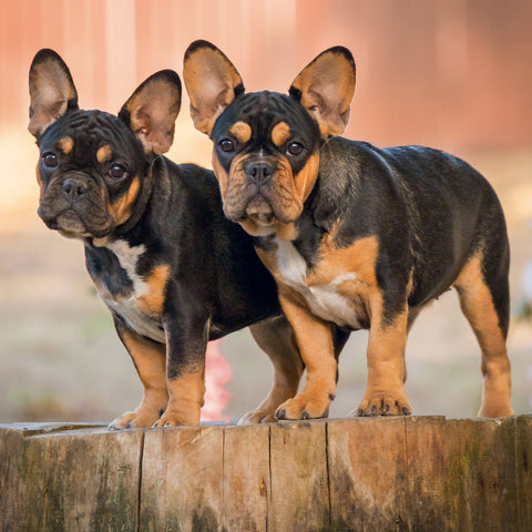Broschürenkalender Puppies 2027, 30 x 30 cm