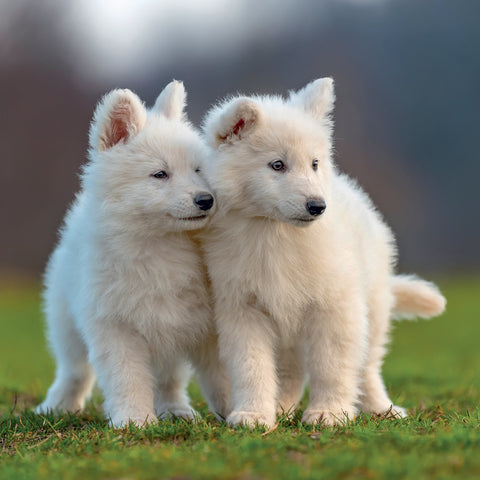 Broschürenkalender Puppies 2027, 30 x 30 cm
