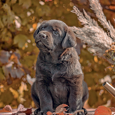 Broschürenkalender Puppies 2027, 30 x 30 cm
