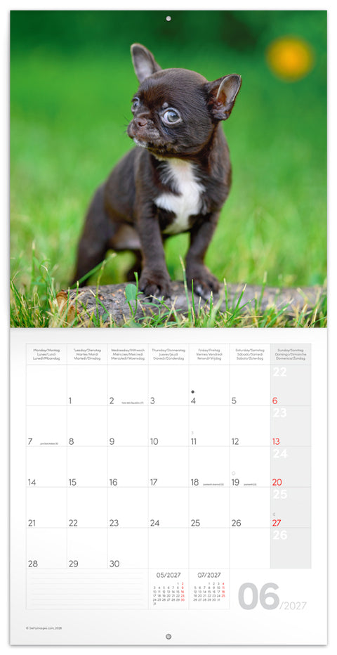 Broschürenkalender Puppies 2027, 30 x 30 cm