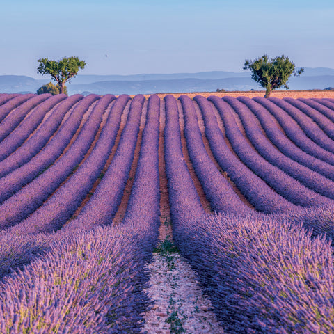 Broschürenkalender Provence 2027, 30 x 30 cm