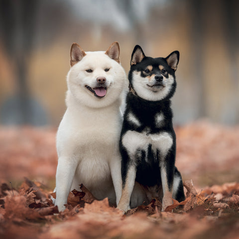Broschürenkalender Happy Doge 2027, 30 x 30 cm