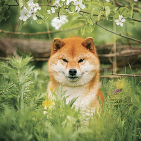 Broschürenkalender Happy Doge 2027, 30 x 30 cm