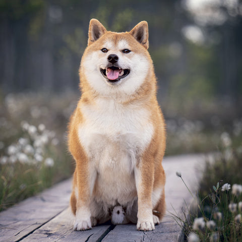 Broschürenkalender Happy Doge 2027, 30 x 30 cm