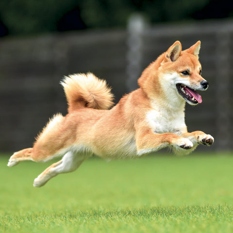 Broschürenkalender Happy Doge 2027, 30 x 30 cm