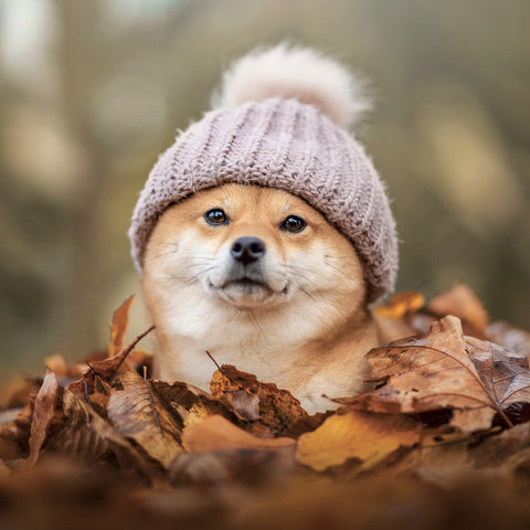 Broschürenkalender Happy Doge 2027, 30 x 30 cm
