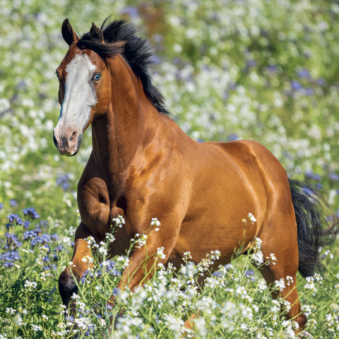 Broschürenkalender Horses – Christiane Slawik 2027, 30 x 30 cm