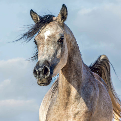 Broschürenkalender Horses – Christiane Slawik 2027, 30 x 30 cm