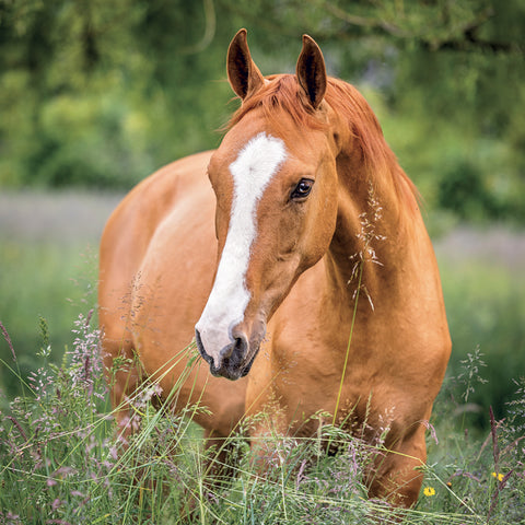 Broschürenkalender Horses – Christiane Slawik 2027, 30 x 30 cm