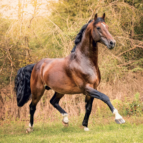 Broschürenkalender Horses – Christiane Slawik 2027, 30 x 30 cm