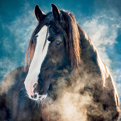 Broschürenkalender Horses – Christiane Slawik 2027, 30 x 30 cm