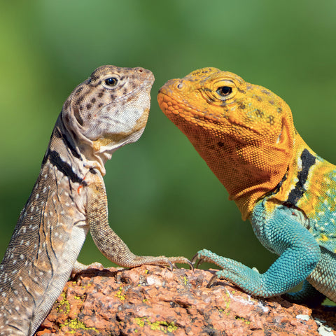 Broschürenkalender Lizards 2027, 30 x 30 cm