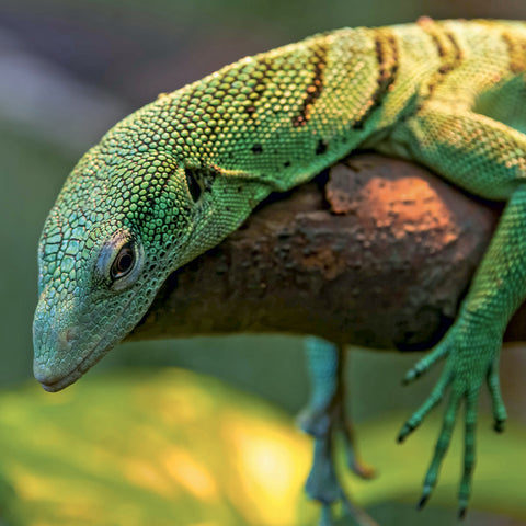 Broschürenkalender Lizards 2027, 30 x 30 cm
