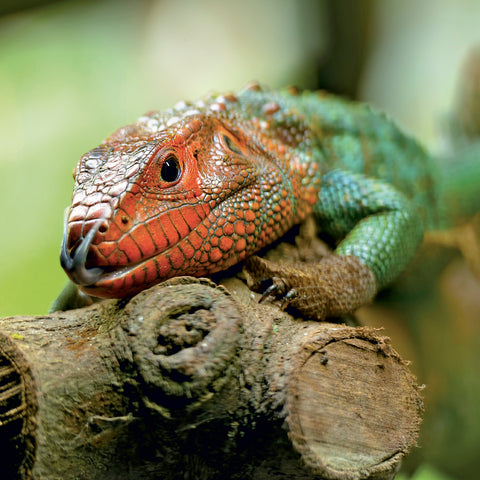 Broschürenkalender Lizards 2027, 30 x 30 cm