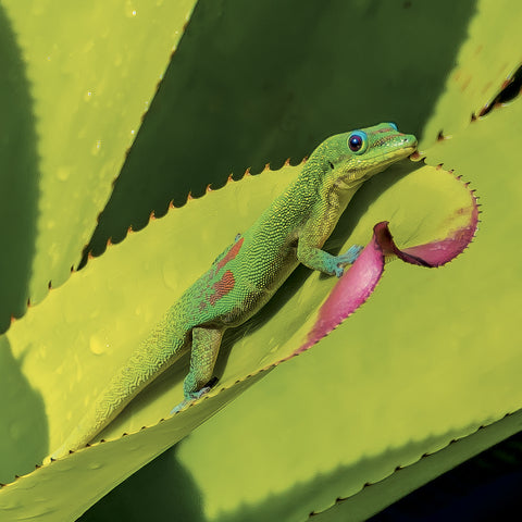 Broschürenkalender Lizards 2027, 30 x 30 cm
