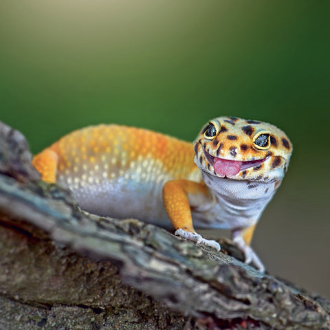 Broschürenkalender Lizards 2027, 30 x 30 cm