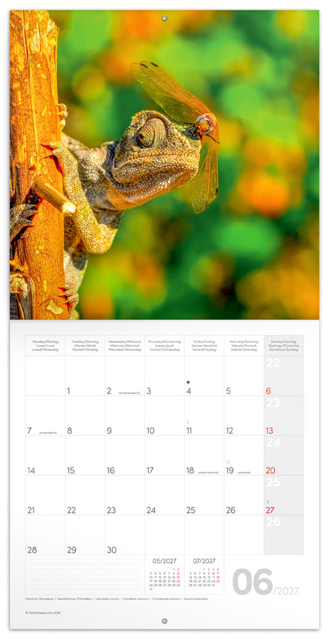 Broschürenkalender Lizards 2027, 30 x 30 cm