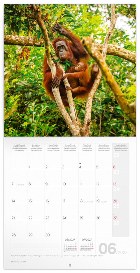 Broschürenkalender Bedrohte Arten 2027, PLASTIC FREE, 30 x 30 cm