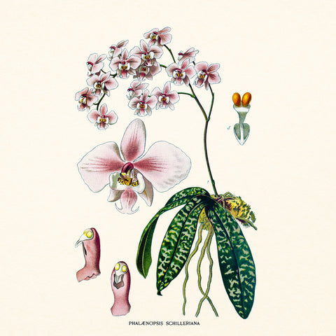Broschürenkalender Herbarium 2027, PLASTIC FREE, 30 x 30 cm