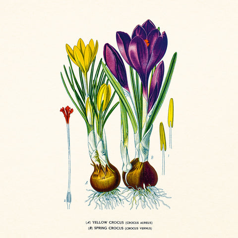 Broschürenkalender Herbarium 2027, PLASTIC FREE, 30 x 30 cm