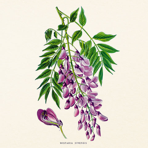 Broschürenkalender Herbarium 2027, PLASTIC FREE, 30 x 30 cm