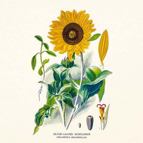 Broschürenkalender Herbarium 2027, PLASTIC FREE, 30 x 30 cm