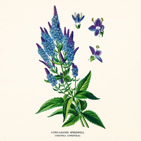 Broschürenkalender Herbarium 2027, PLASTIC FREE, 30 x 30 cm