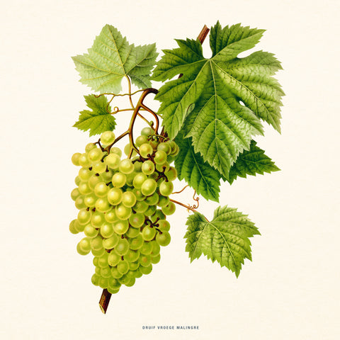 Broschürenkalender Herbarium 2027, PLASTIC FREE, 30 x 30 cm