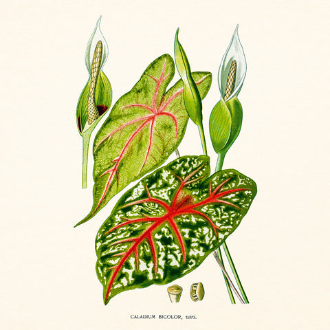 Broschürenkalender Herbarium 2027, PLASTIC FREE, 30 x 30 cm