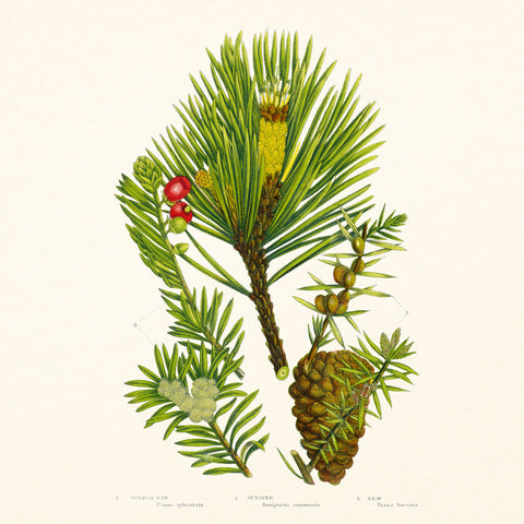 Broschürenkalender Herbarium 2027, PLASTIC FREE, 30 x 30 cm